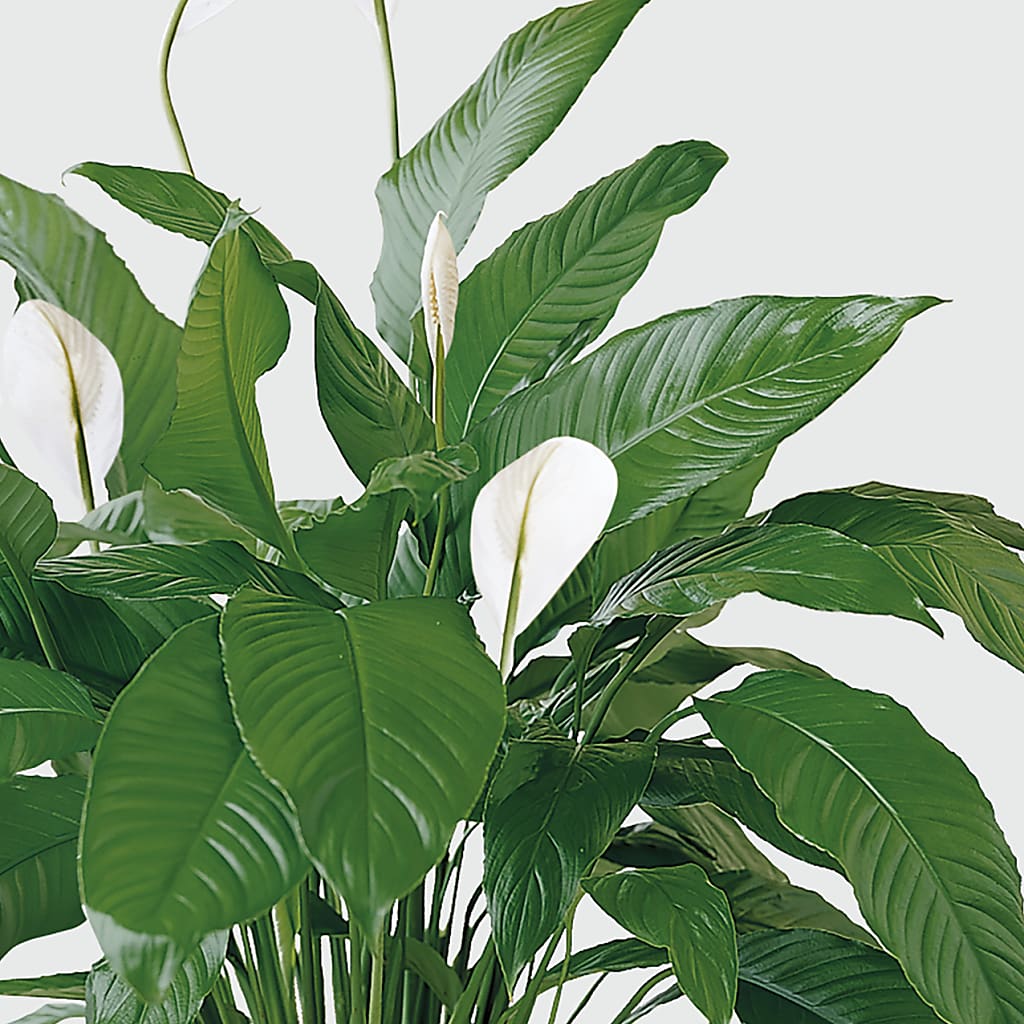 Tranquil Moments Peace Lily Plant – Rhodes Family Price Chopper, Branson MO