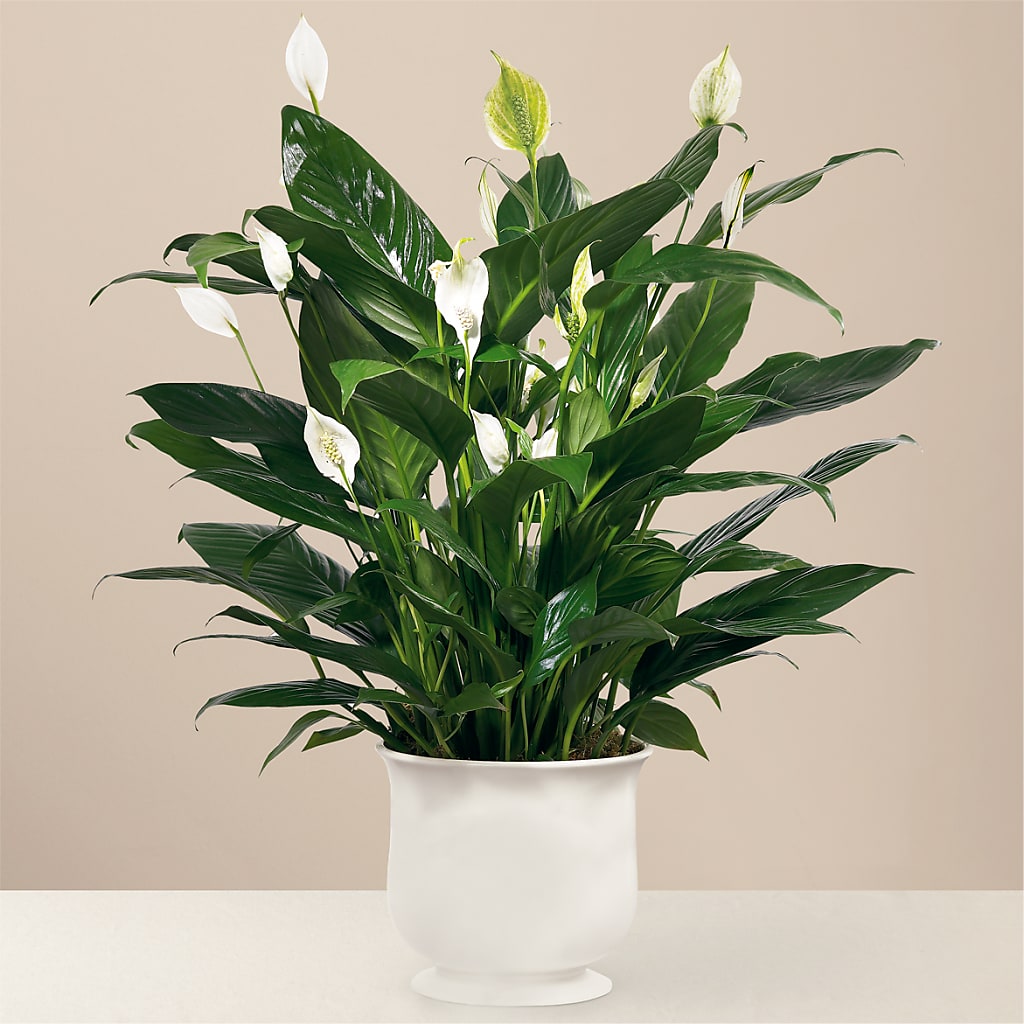 Comfort Planter – Rhodes Family Price Chopper, Branson MO