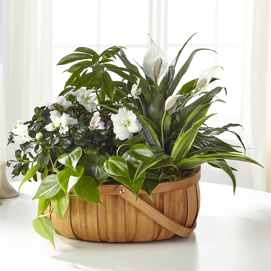 Serene Dishgarden – Rhodes Family Price Chopper, Branson MO