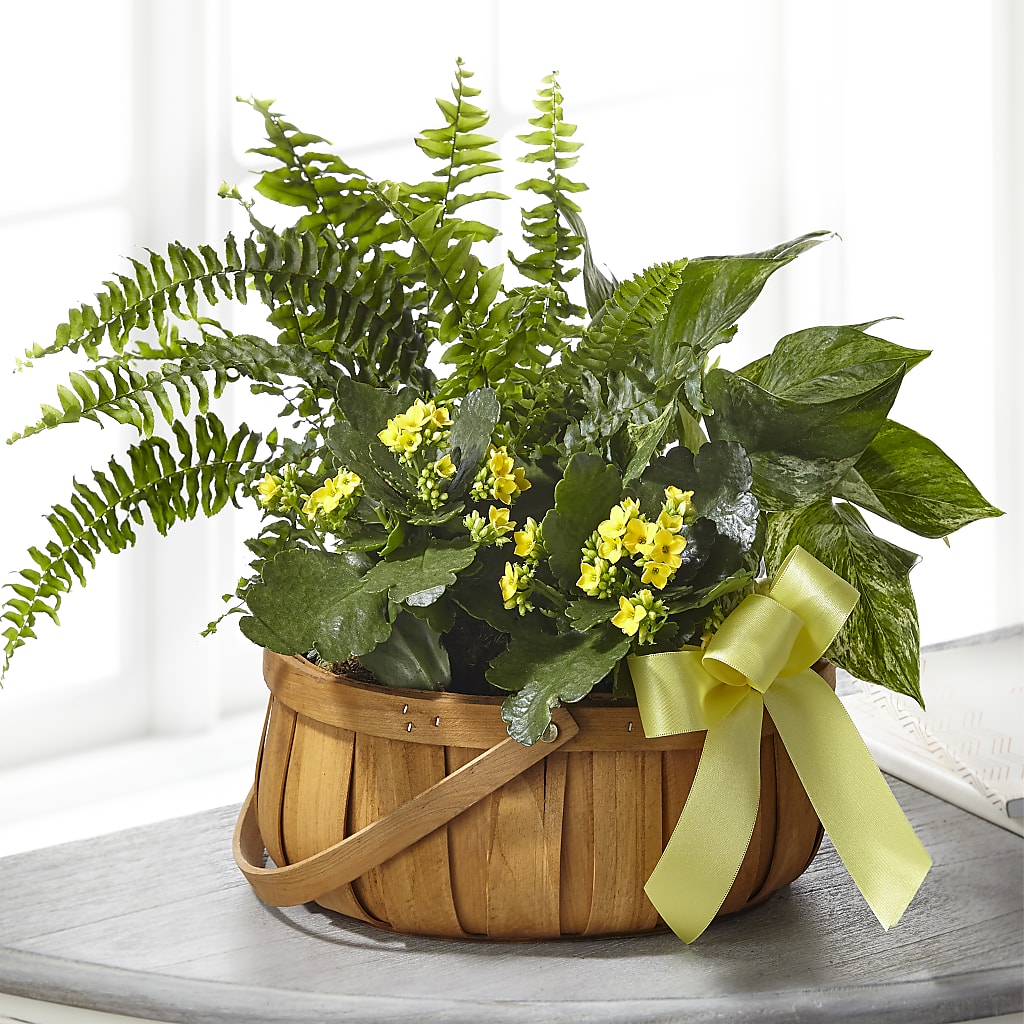 Always Dear Dishgarden – Rhodes Family Price Chopper, Branson MO