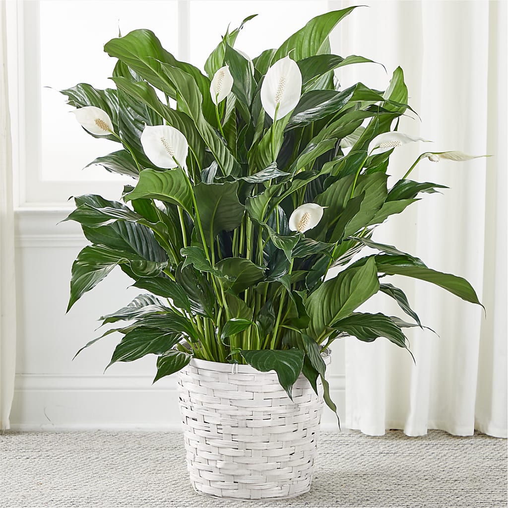 A New Leaf Peace Lily – Rhodes Family Price Chopper, Branson MO