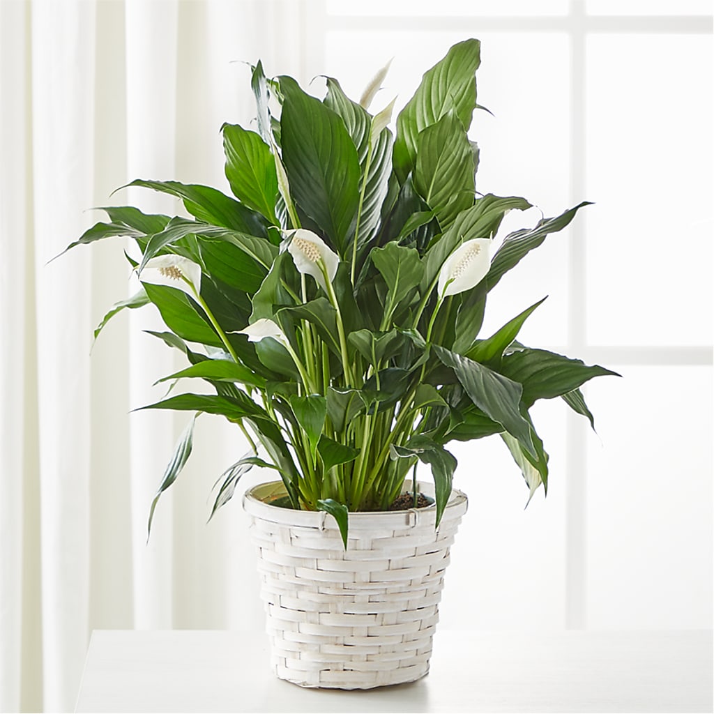 A New Leaf Peace Lily – Rhodes Family Price Chopper, Branson MO