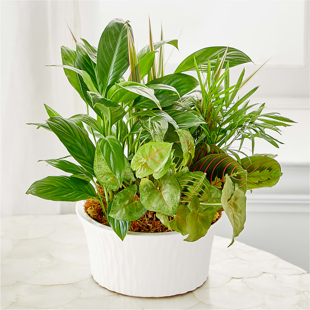 Balance & Harmony Dishgarden – Rhodes Family Price Chopper, Branson MO