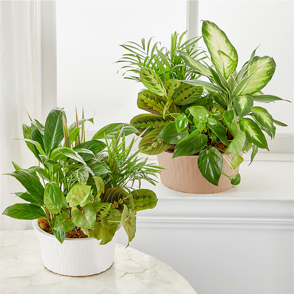 Balance & Harmony Dishgarden – Rhodes Family Price Chopper, Branson MO