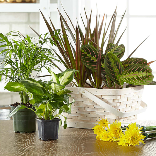 Florist Designed Blooming and Green Plants in a Basket –  Rhodes Family Price Chopper, Branson MO