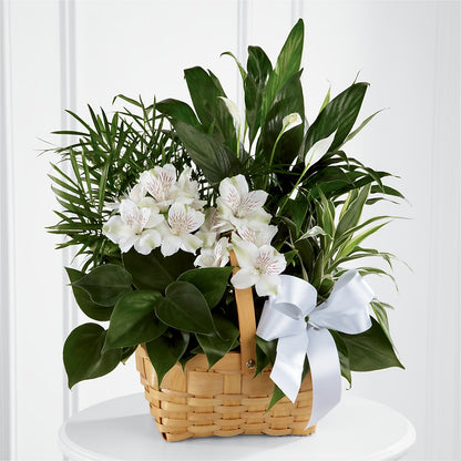 Peace & Serenity Dishgarden –  Rhodes Family Price Chopper, Branson MO