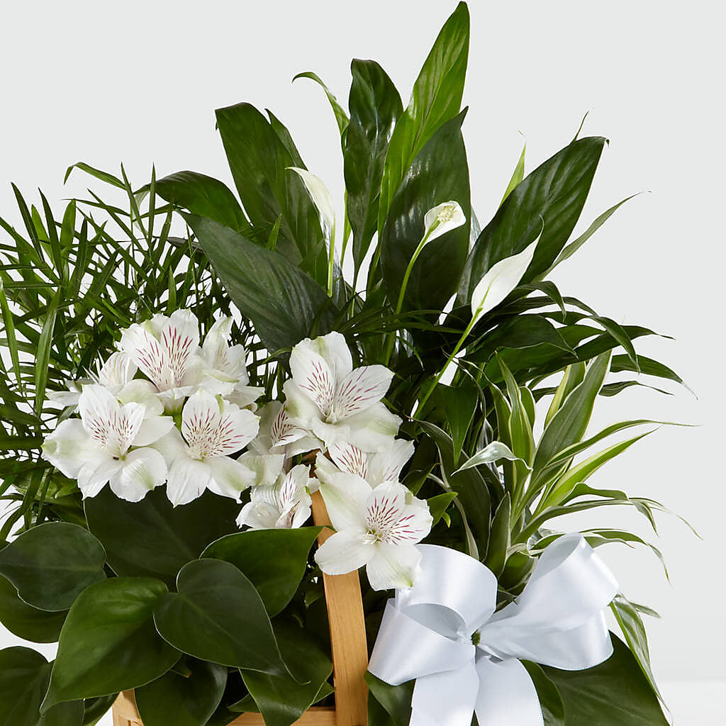 Peace & Serenity Dishgarden –  Rhodes Family Price Chopper, Branson MO