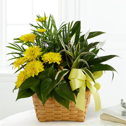 Loving Light Dishgarden –  Rhodes Family Price Chopper, Branson MO
