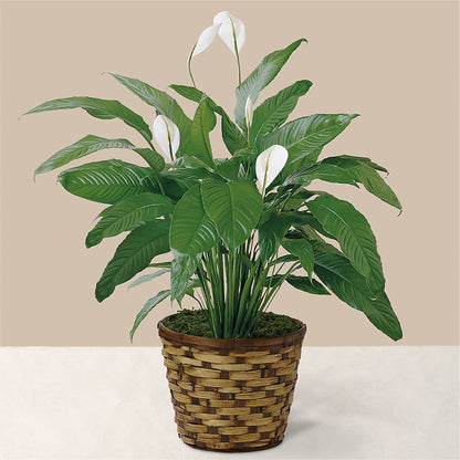 Tranquil Moments Peace Lily Plant –  Rhodes Family Price Chopper, Branson MO