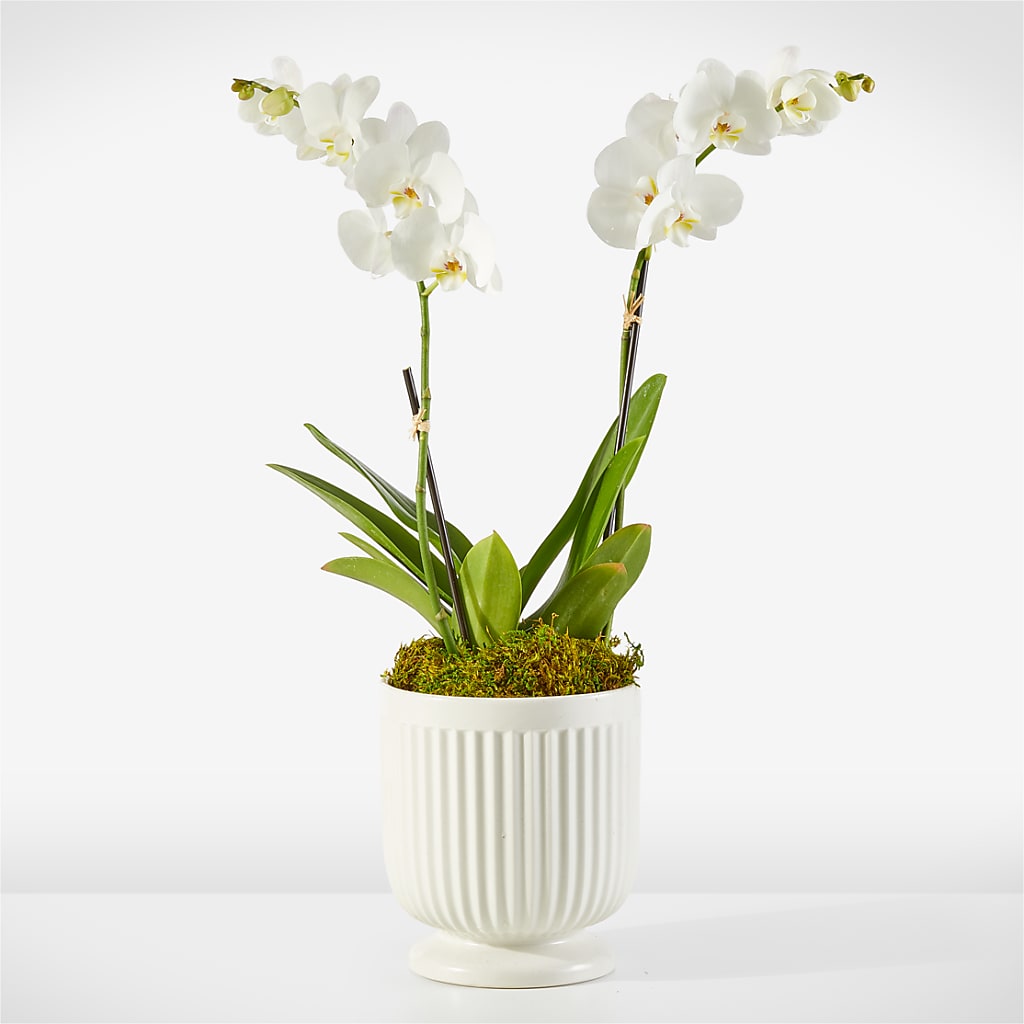 Whispering White Orchid – white flower arrangement | Branson, MO