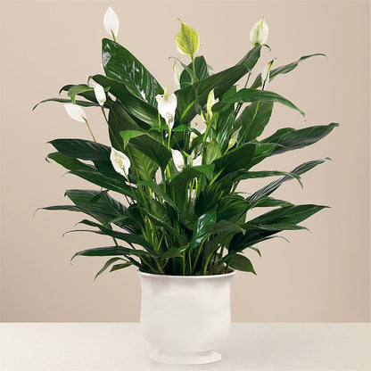 Comfort Planter –  Rhodes Family Price Chopper, Branson MO