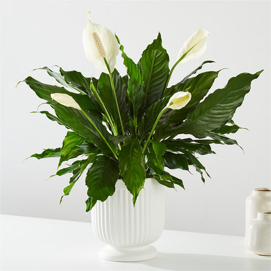 Comfort Planter –  Rhodes Family Price Chopper, Branson MO