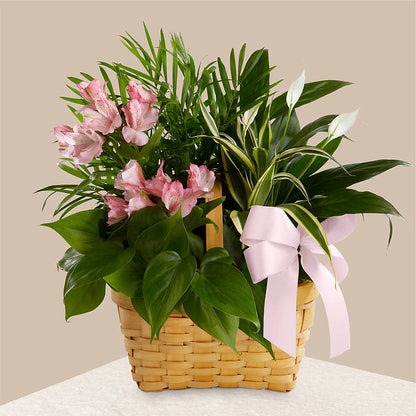 Living Spirit Dishgarden –  Rhodes Family Price Chopper, Branson MO