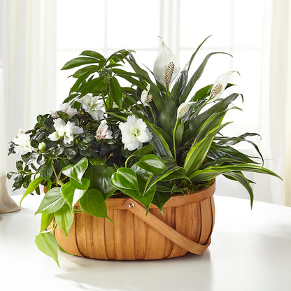 Serene Dishgarden –  Rhodes Family Price Chopper, Branson MO