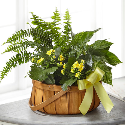 Always Dear Dishgarden –  Rhodes Family Price Chopper, Branson MO