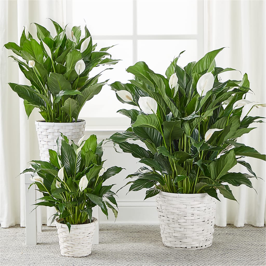 A New Leaf Peace Lily –  Rhodes Family Price Chopper, Branson MO