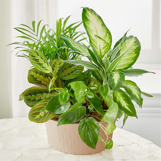 Balance & Harmony Dishgarden –  Rhodes Family Price Chopper, Branson MO